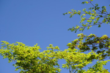 青もみじと青空