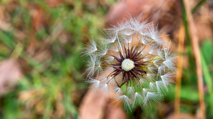 Macro photography of few beautiful dandelion seeds attached to the fluff. Captured at the Andean mountains of central Colombia.
