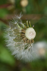 Dandelion, blowing ball. Bloomed dandelion seeds close up