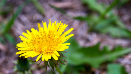 Macro photography of a dandelion flower and some leaves in the background. Captured at a garden in the city of Bogota, Colombia.