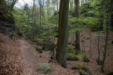 Wanderweg Sächsische Schweiz Wald