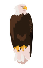 beautiful bald eagle animal
