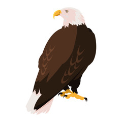 beautiful bald eagle animal