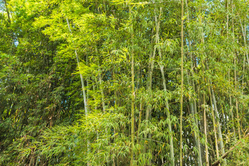 Fototapeta na wymiar Bamboo Forest with sunlight in Chiang Rai, Thailand.