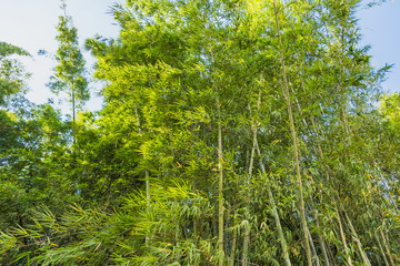 Bamboo Forest with sunlight in Chiang Rai, Thailand.