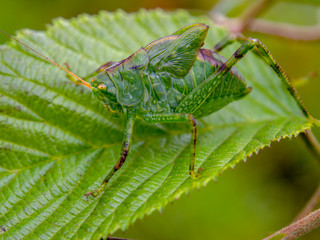 Macro photography of a grasshopper nymph walking on a wild blackberry leaf. Captured at the Andean mountains of central Colombia. (closer)