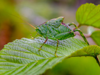 Macro photography of a grasshopper nymph walking on a wild blackberry leaf. Captured at the Andean mountains of central Colombia.