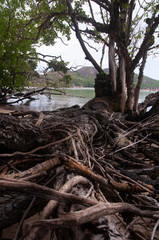 Mangrove forest at low tide. Curieuse Island, Seychelles