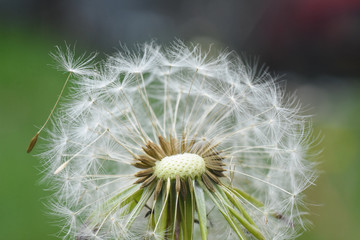 Dandelion, blowing ball. Bloomed dandelion seeds close up