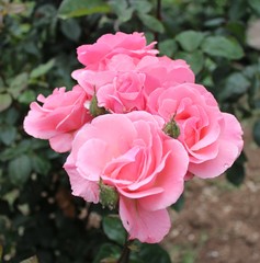 pink rose in the garden