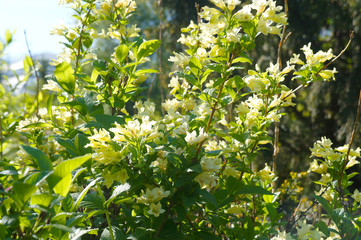 Weigela middendorffiana shrub with yellow flowers