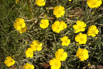 Obraz premium Buttercup ranunculus yellow flowers