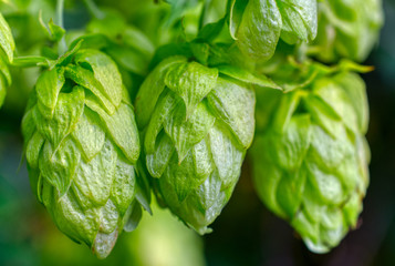 Hop cones, close-up. Agricultural plant used in the brewing industry
