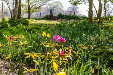 Obraz premium Wild flowers