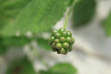 bunch of green grapes