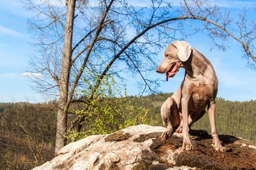 Weimaraner on rock in forest. Hunting dog on the hunt. Spring walk through the forest with a dog.  Hound on the hunt.