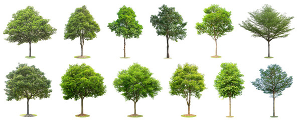 The collection of trees isolated on white background. Beautiful and robust trees are growing in the...