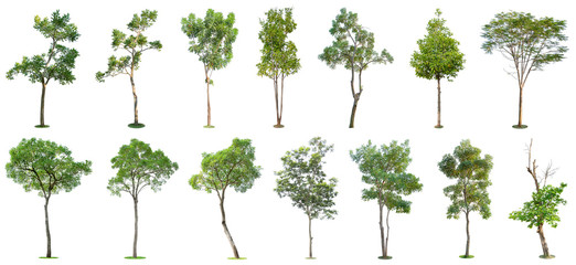Fototapeta premium The collection of trees isolated on white background. Beautiful and robust trees are growing in the forest, garden or park.