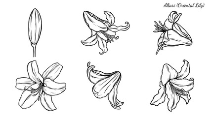 Set of lily vector by hand drawing.Beautiful flower on white background.Oriental Lily vector art highly detailed in line art style.Flower tattoo for paint or pattern.