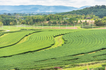 Obraz premium Landscape View at Tea Plantation in the morning on a Cloudy day.Thailand.