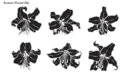 Set of lily vector by hand drawing.Beautiful flower on white background.Orienpet Lily ector art highly detailed in line art style.Flower tattoo for paint or pattern.