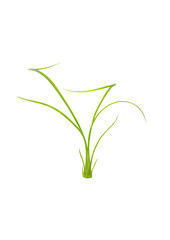 Young green plant isolated on white