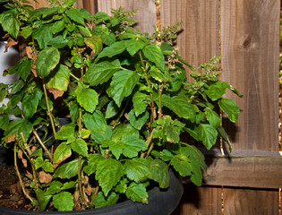 A large potted patchouli plant in backyard garden with flowers against fence. Used for aromatherapy and incense, in the mint family.