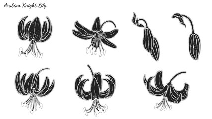 Set of Lily vector by hand drawing.Beautiful flower on white background.Black Beauty art highly detailed in line art style.Martagon Lily tattoo for paint or pattern.
