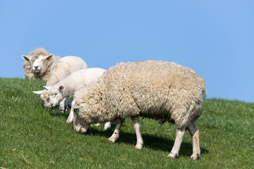 sheep on dike in North Frisia, Germany