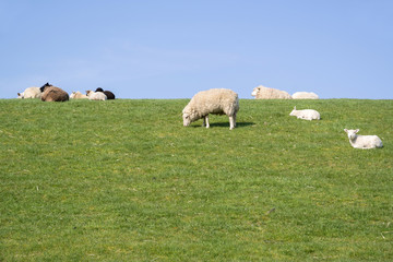 Obraz premium sheep on dike in North Frisia, Germany