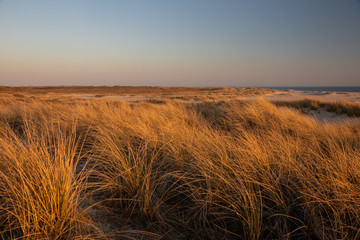 Obraz premium schöne Dünen Landschaft, Hintergrund, Nordsee, Sylt