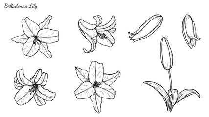 Set of Lily vector by hand drawing.Beautiful flower on white background.Belladonna art highly detailed in line art style.Orienpet Lily tattoo for paint or pattern.