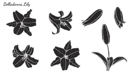 Set of Lily vector by hand drawing.Beautiful flower on white background.Belladonna art highly detailed in line art style.Orienpet Lily tattoo for paint or pattern.