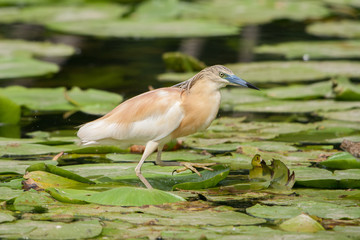Squacco Heron, Italy
