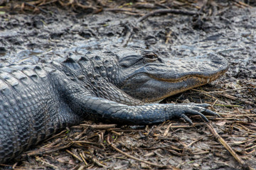 Alligator, Everglades National Park, Florida