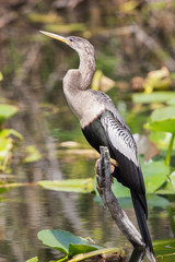 Perched Anhinga (Anhinga anhinga), Everglades National Park, Florida