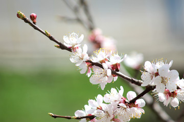 photo blooming cherry macro