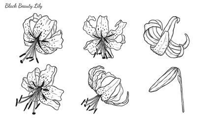 Set of Lily vector by hand drawing.Beautiful flower on white background.Black Beauty art highly detailed in line art style.Orienpet Lily tattoo for paint or pattern.