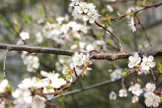 photo blooming cherry macro