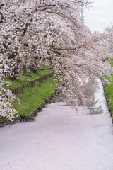 River of pink cherry blossom petals, Kawagoe, Japan 