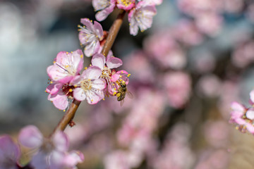 Fototapeta na wymiar Spring flowering of trees with bokeh effect