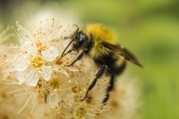 honey bee on a flower