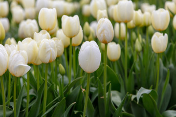 Cream Spring Tulip Flower