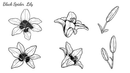 Set of Lily vector by hand drawing.Beautiful flower on white background.Black spider art highly detailed in line art style.Asiatic Lily tattoo for paint or pattern.