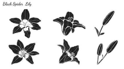 Set of Lily vector by hand drawing.Beautiful flower on white background.Black spider art highly detailed in line art style.Asiatic Lily tattoo for paint or pattern.
