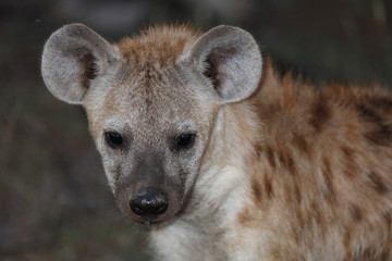 Tüpfelhyäne / Spotted Hyaena / Crocuta crocuta.