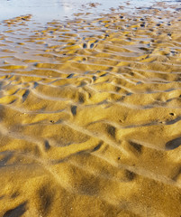 Sandy bottom of the sea in shallow water at low tide.