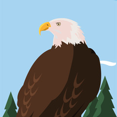 beautiful bald eagle animal in landscape