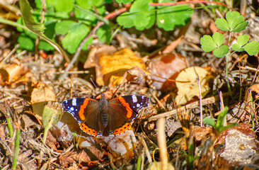 The butterfly sits on withered foliage. Shooting close-up.