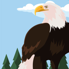 beautiful bald eagle animal in landscape
